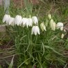 fritillaria meleagris